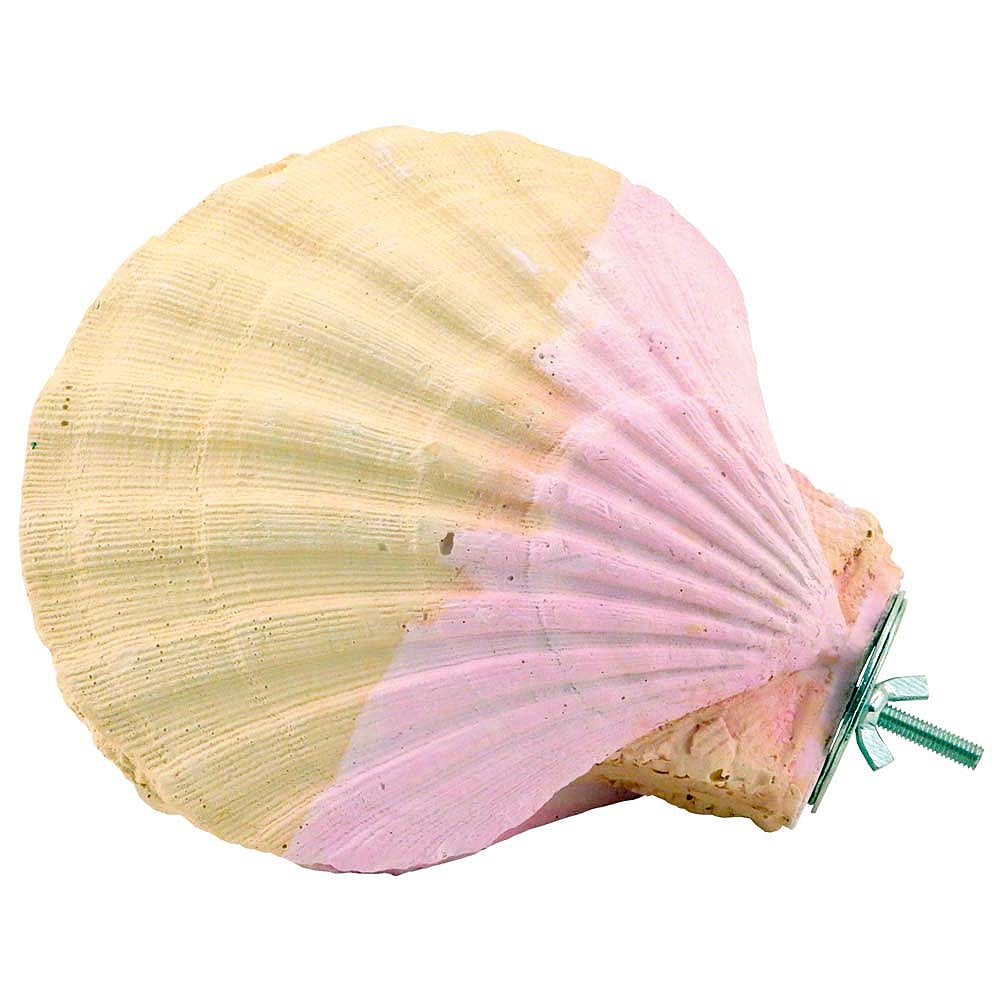 Large Edible Calcium Clam Parrot Perch