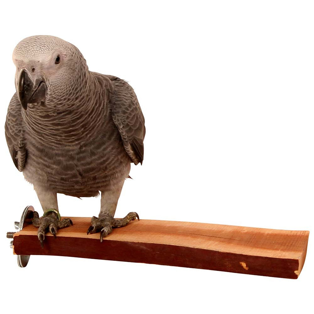Manzanita Flat Parrot Perch Large – Natural Hardwood Perch for Parrots | ShopParrots